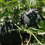 Visita a los campos de Sevilla